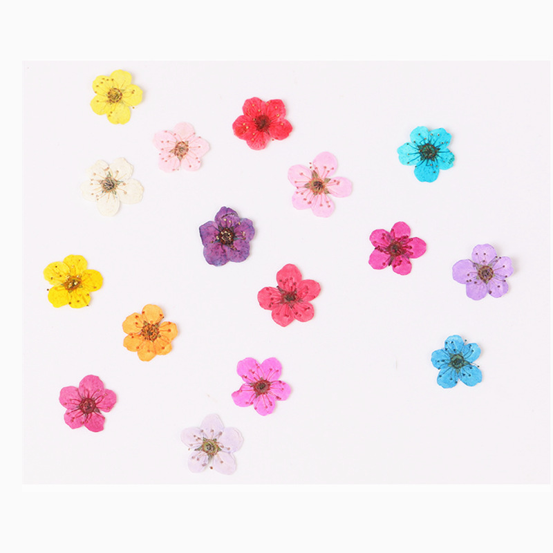 60pcs Mini Pressed Dried Narci - Resin Art Baby ulasan dan harga