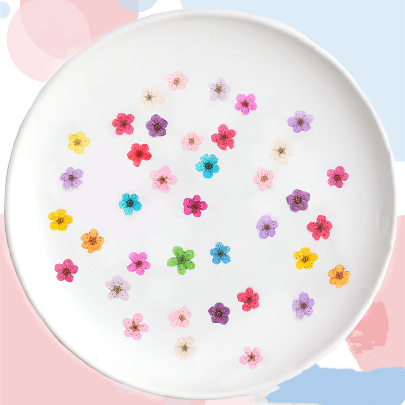 60pcs Mini Pressed Dried Narci - Resin Art Baby ulasan dan harga