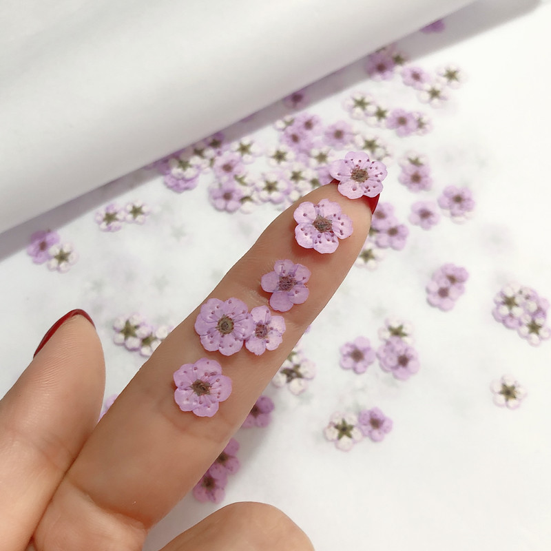 60pcs Mini Pressed Dried Narci - Resin Art Baby ulasan dan harga