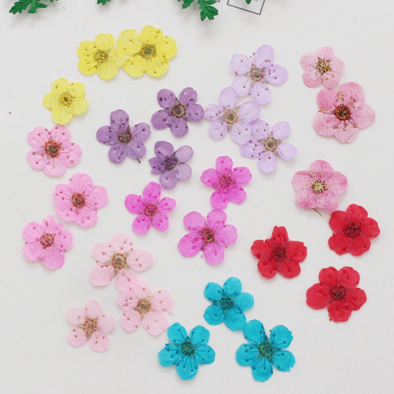 60pcs Mini Pressed Dried Narci - Resin Art Baby ulasan dan harga