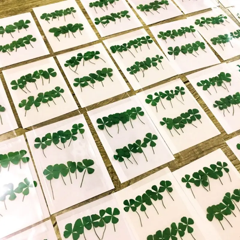 12Pcs Lucky Dried Leaf Clover  - Resin Art Baby ulasan dan harga