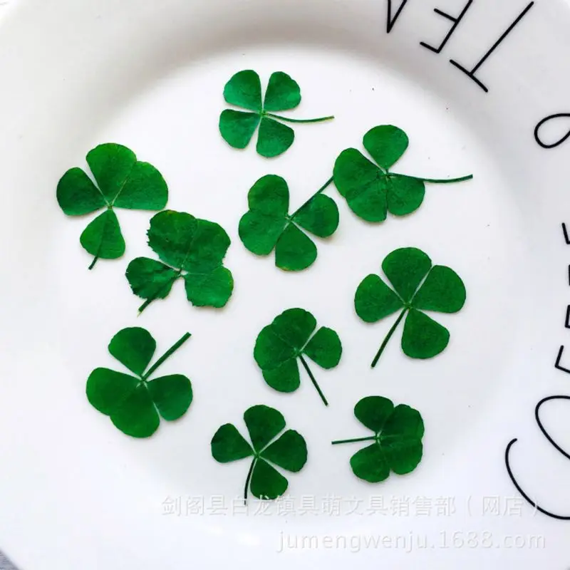 12Pcs Lucky Dried Leaf Clover  - Resin Art Baby ulasan dan harga